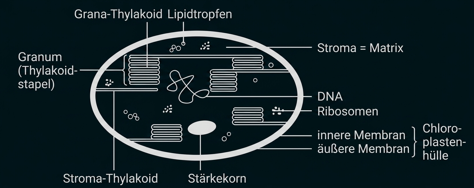 Schema eines Chloroplasten mit beschrifteten Bestandteilen wie Grana, Stroma, DNA und Ribosomen.